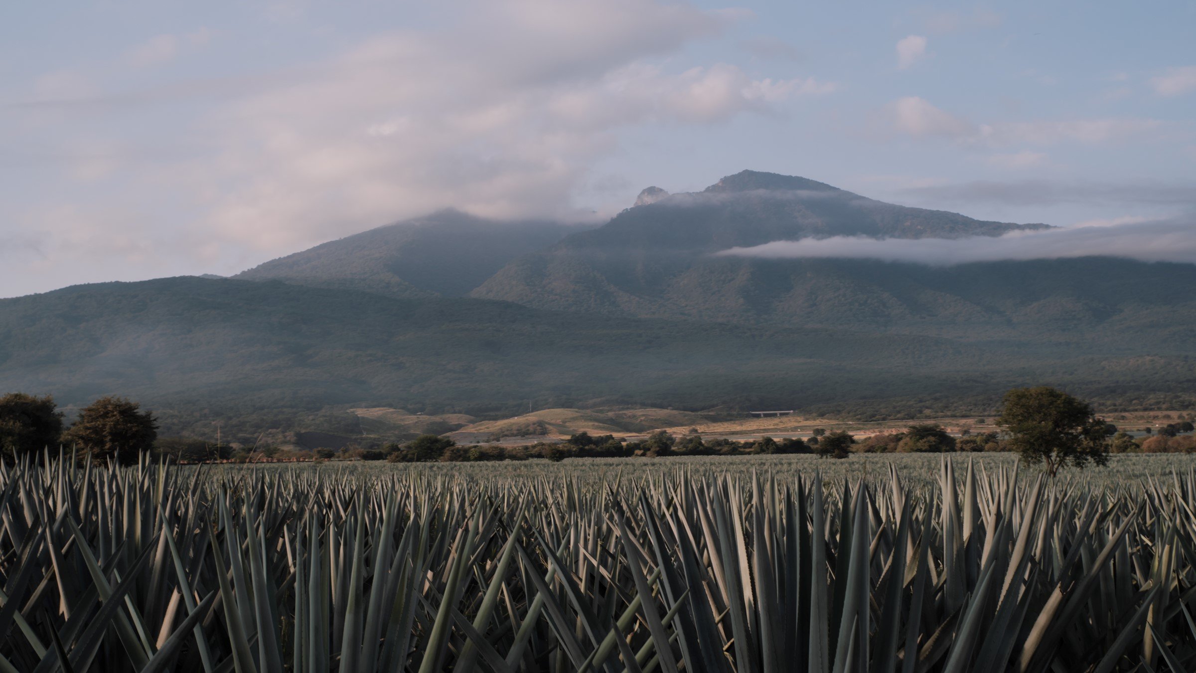 Tequila Partida landscape.jpg